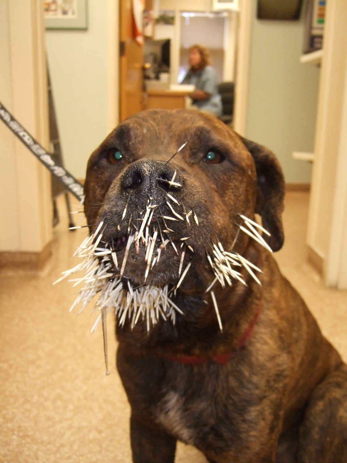 Dog with porcupine quills