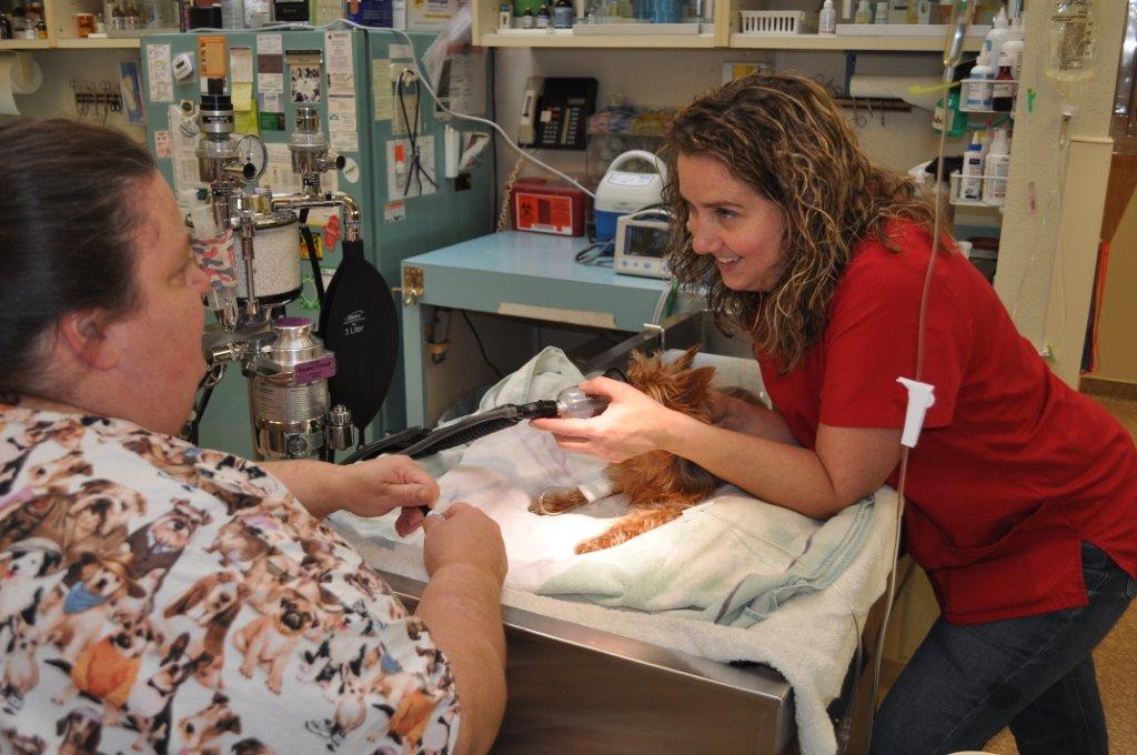 to veterinary assistants and certified veterinary technicians to veterinary assistants and certified veterinary technicians