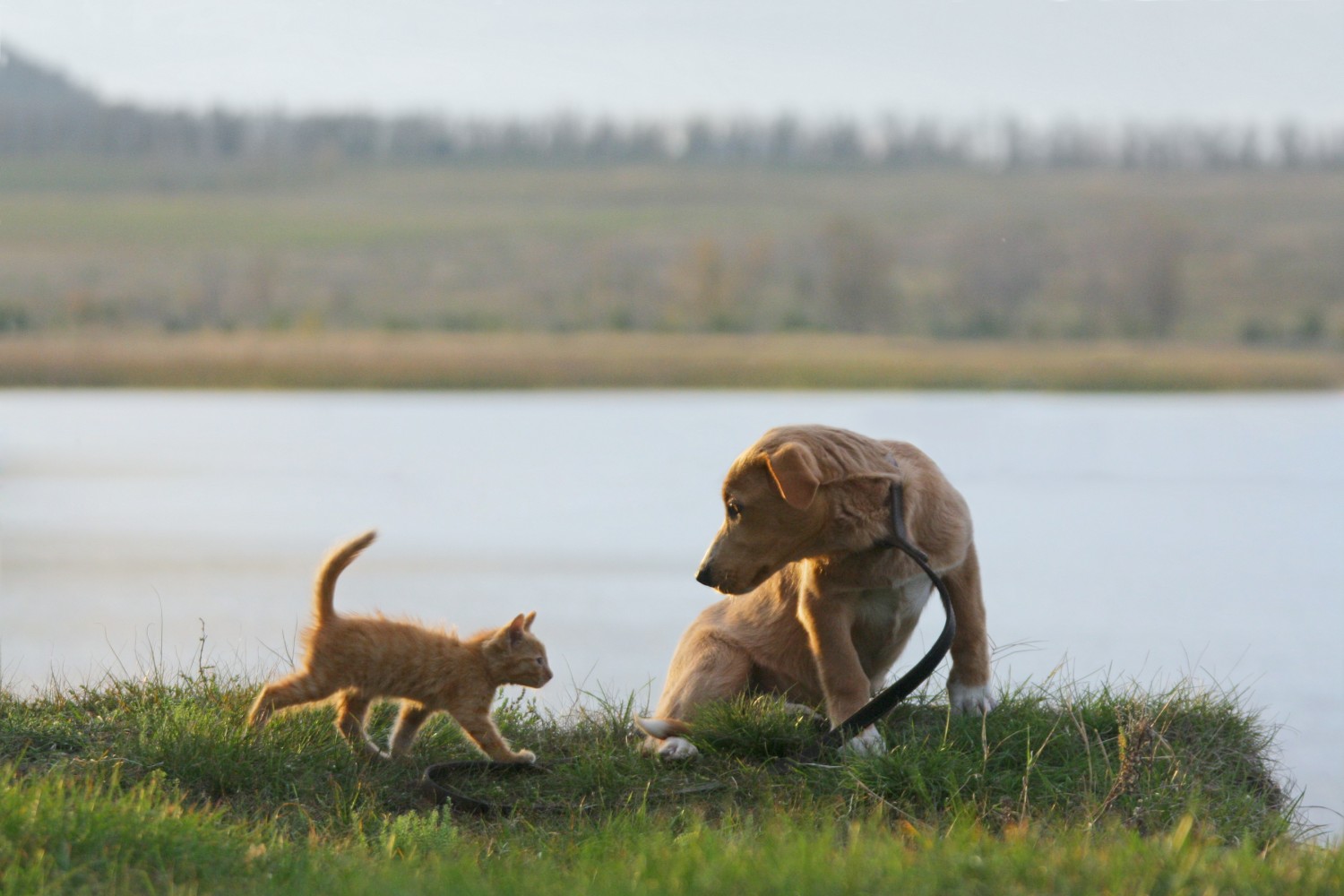 Dog and cat near water