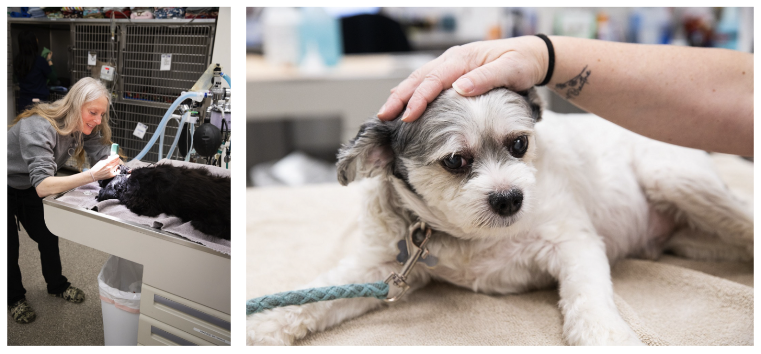 Staff member prepping dog for surgery, Small dog on treatment table