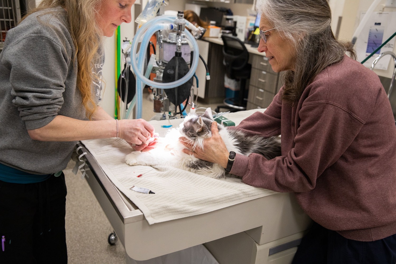 Staff putting catheter in a cat