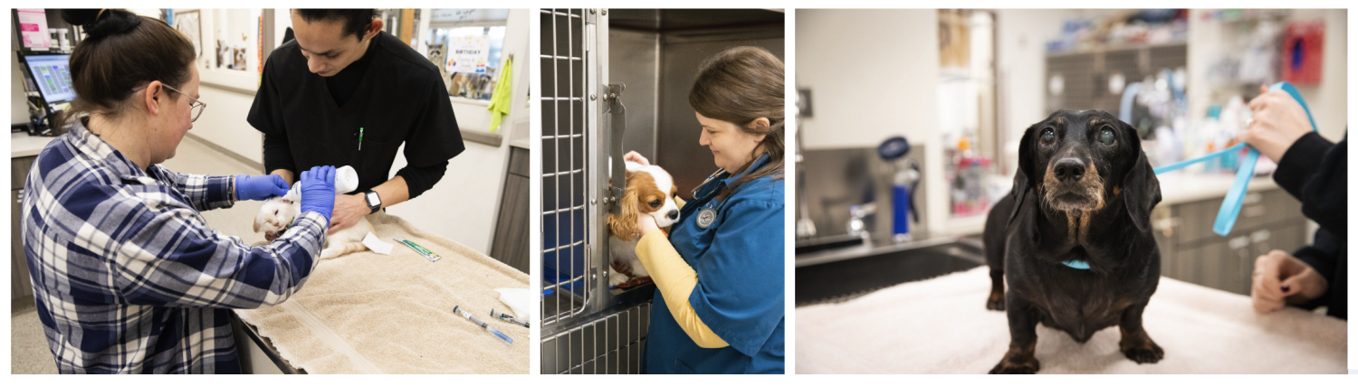 Staff cleaning cats ears, Staff taking Cavalier King Charles out of kennel, Dachshund on treatment table