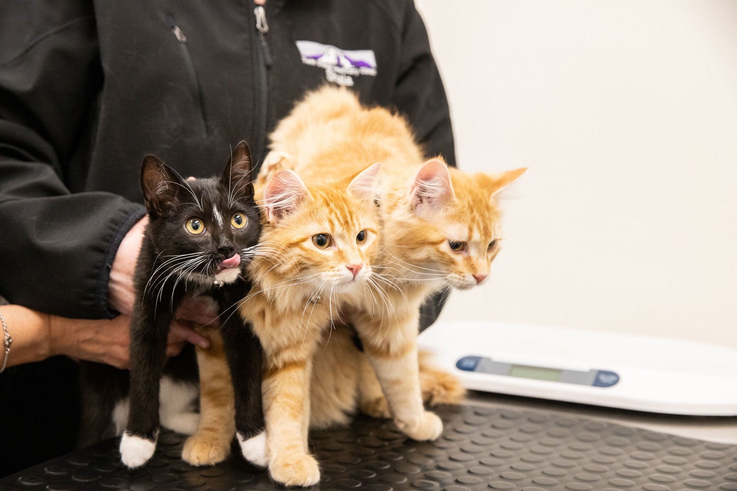 Three Kittens on Treatment Table