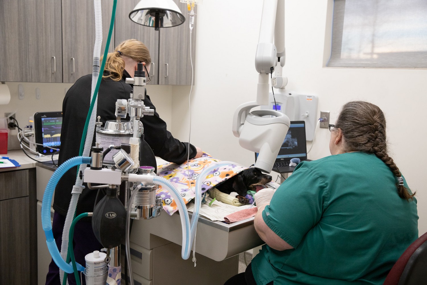 Staff Performing a Dental on a Dog
