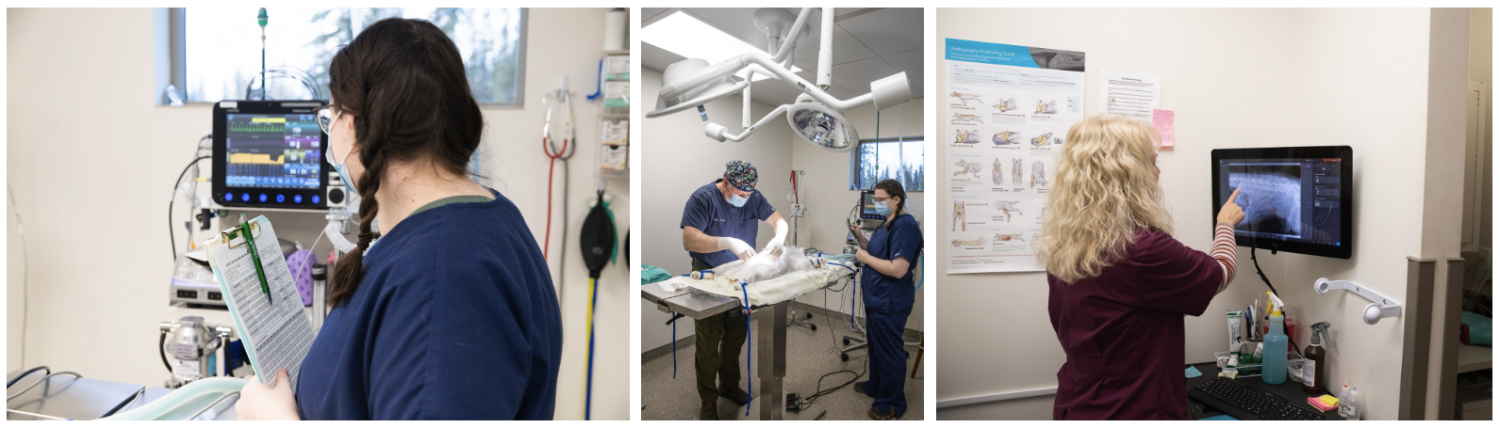 Staff Checking ECG, Doctors Performing Surgery, Doctor Interpreting Radiograph