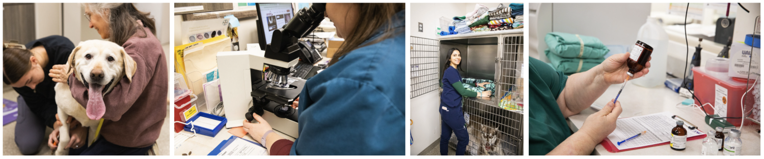 Treating a Golden Retriever, Testing Sample on Microscope, Staff Member Maintaining Kennels, Staff Member Drawing Up Medicine